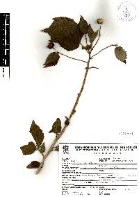 Malvaviscus arboreus var. mexicanus image