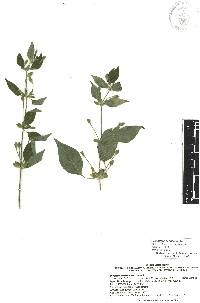 Dicliptera haenkeana image