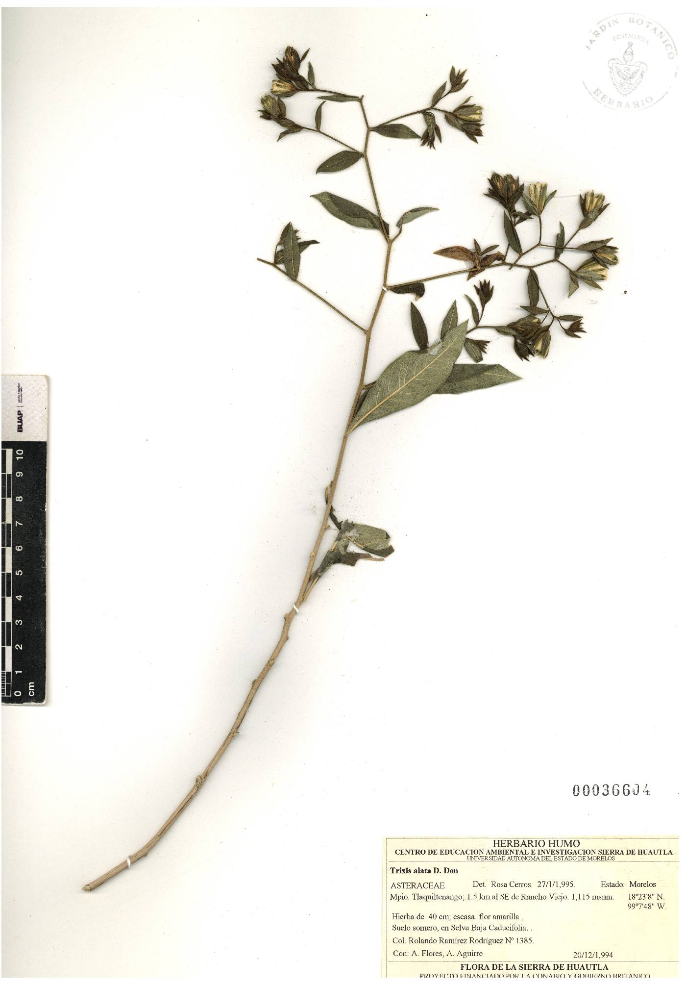 Trixis alata image