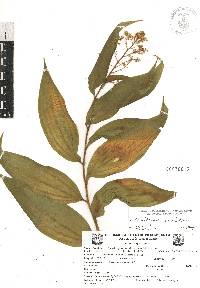 Maianthemum paniculatum image