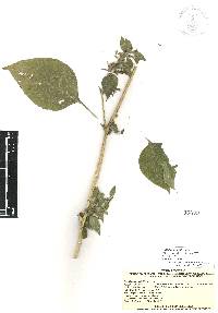 Ruellia galeottii image