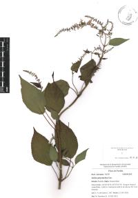 Salvia polystachia image