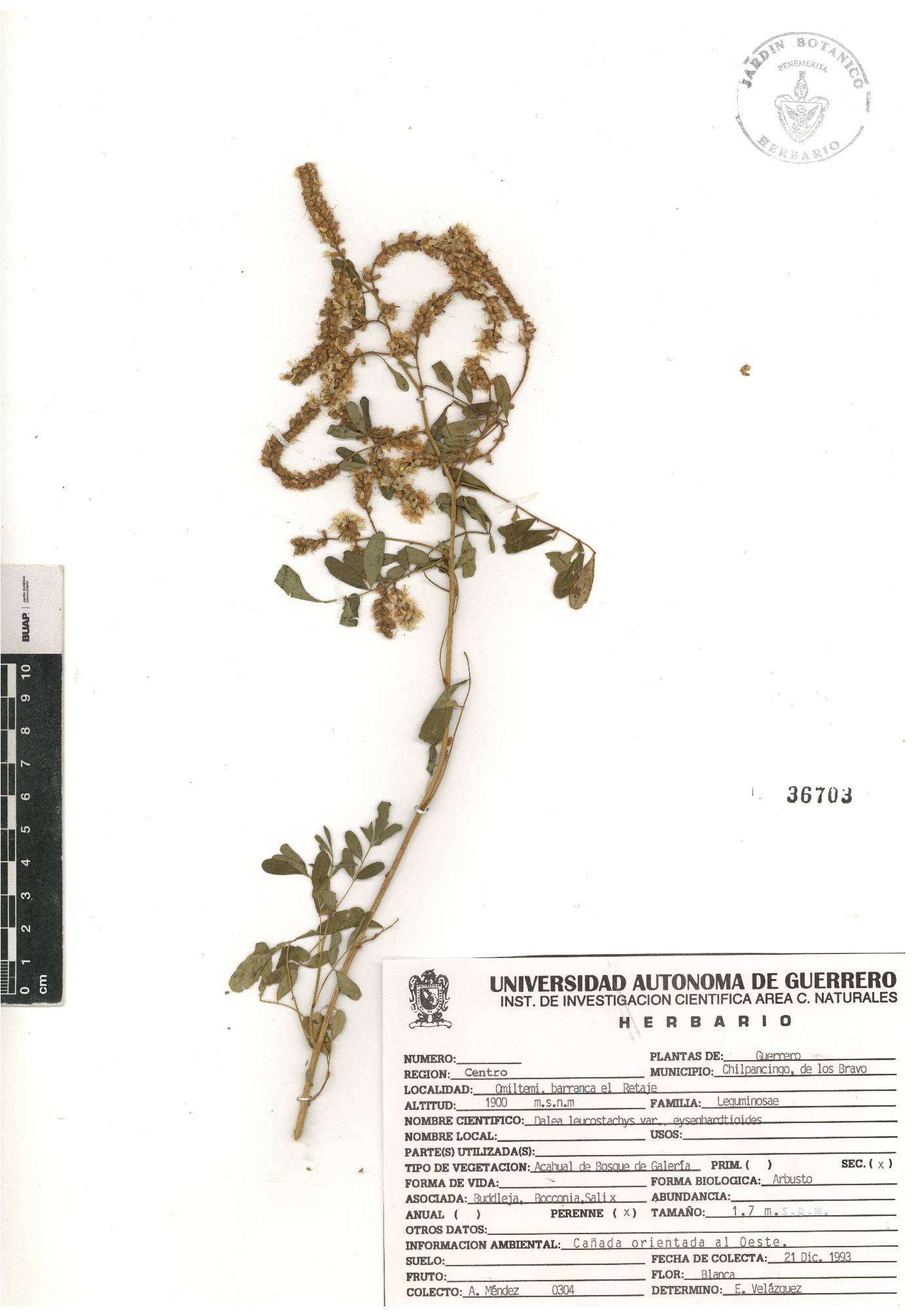 Dalea leucostachya image