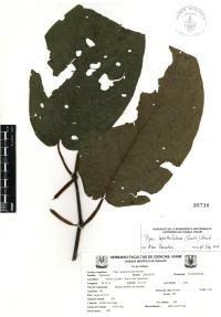 Piper lapathifolium image