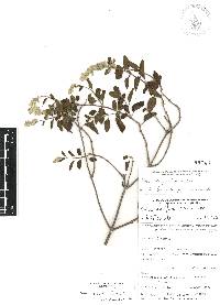 Salvia breviflora image