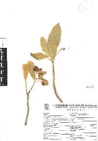 Image of Quadrella asperifolia