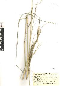 Aristida ternipes image