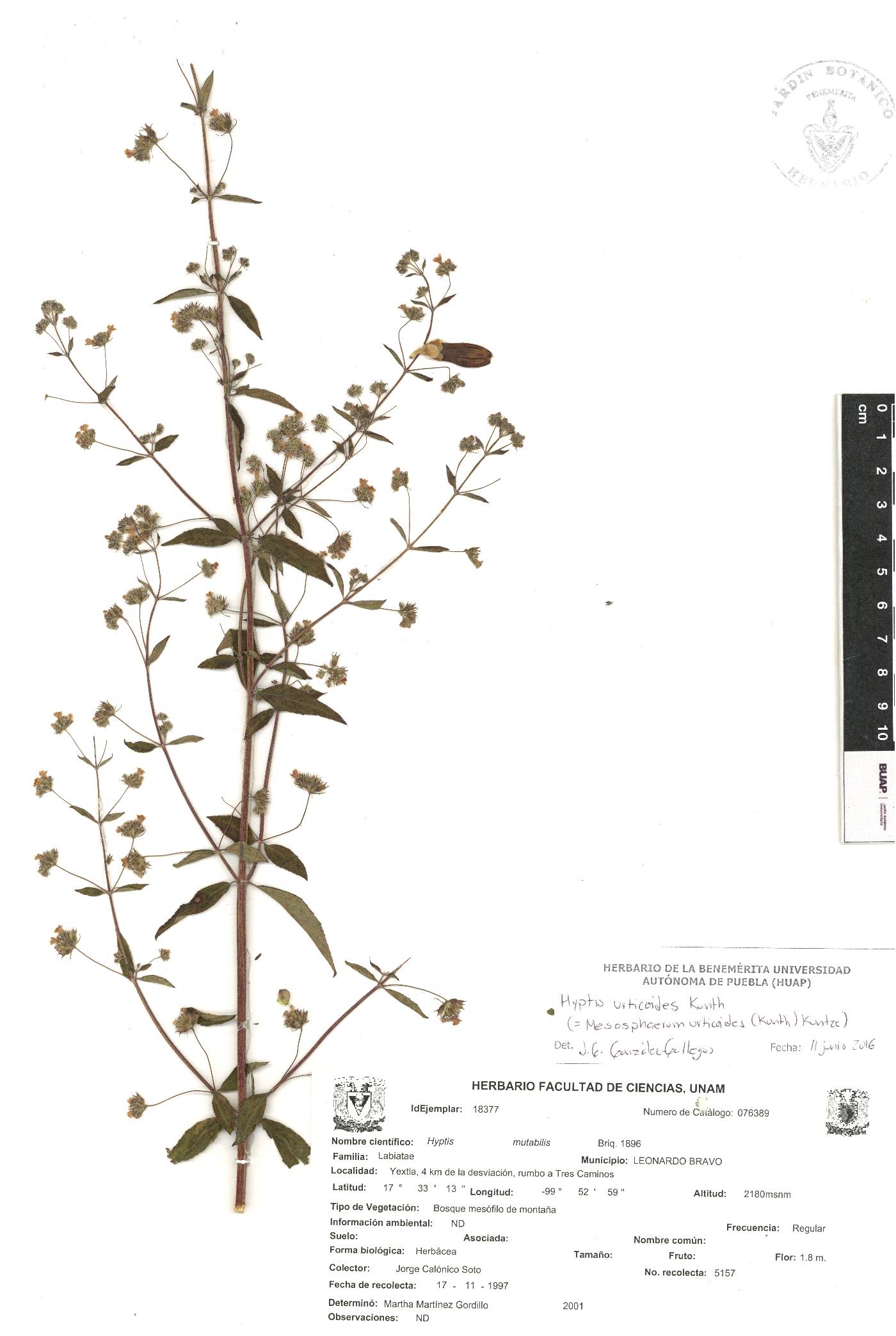 Mesosphaerum urticoides image