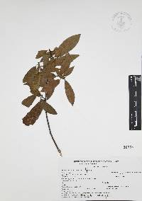 Quercus affinis image