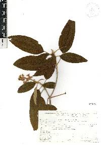 Miconia xalapensis image