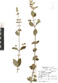 Lippia oaxacana image