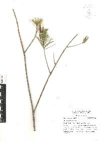 Asclepias linaria image