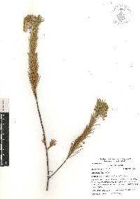 Asclepias linaria image