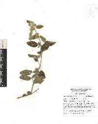 Lippia oaxacana image