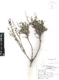 Salvia thymoides image