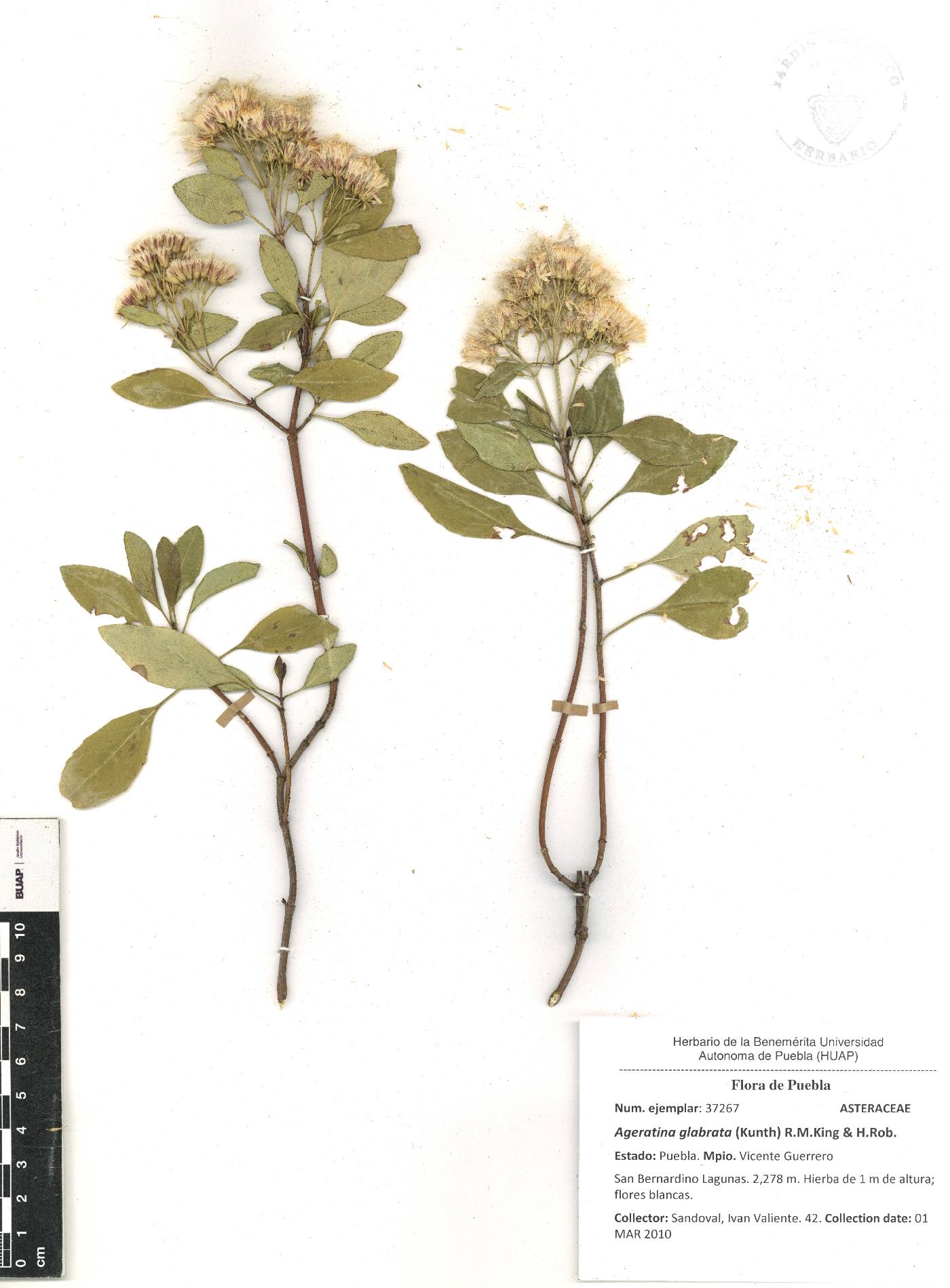 Ageratina glabrata image