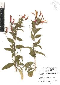 Lobelia laxiflora subsp. angustifolia image