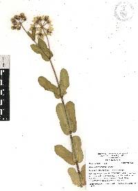 Asclepias lynchiana image