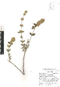 Lippia oaxacana image