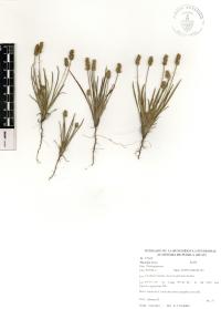 Plantago nivea image