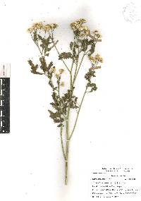 Tanacetum parthenium image