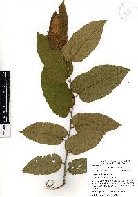 Guazuma ulmifolia image