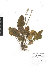 Youngia japonica image