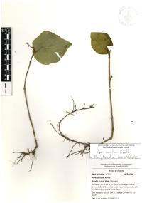 Piper auritum image