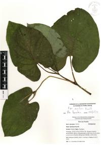 Piper auritum image