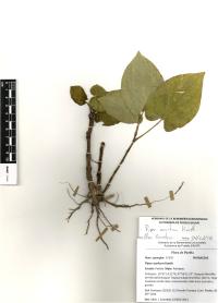 Piper auritum image