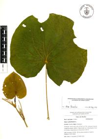 Lepianthes peltata image
