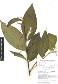 Piper aduncum image