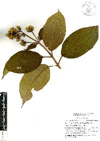 Miconia subhirsuta image