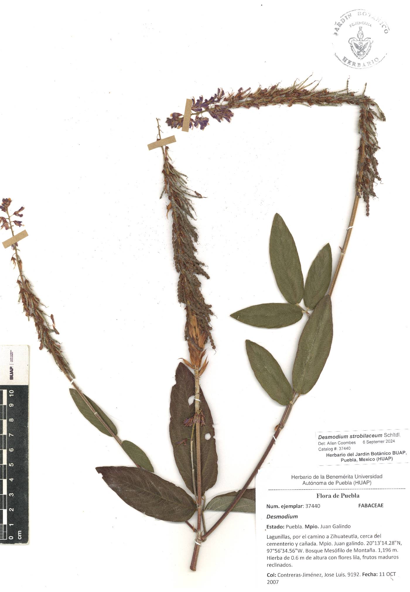 Desmodium strobilaceum image