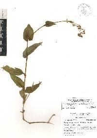 Tripogandra amplexicaulis image