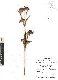 Commelina tuberosa image