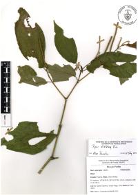 Piper dilatatum image