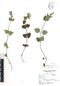 Scutellaria oaxacana image