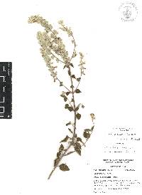 Salvia breviflora image