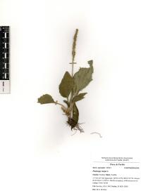 Plantago major image