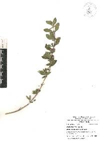 Lippia alba image