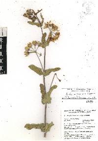 Asclepias lynchiana image