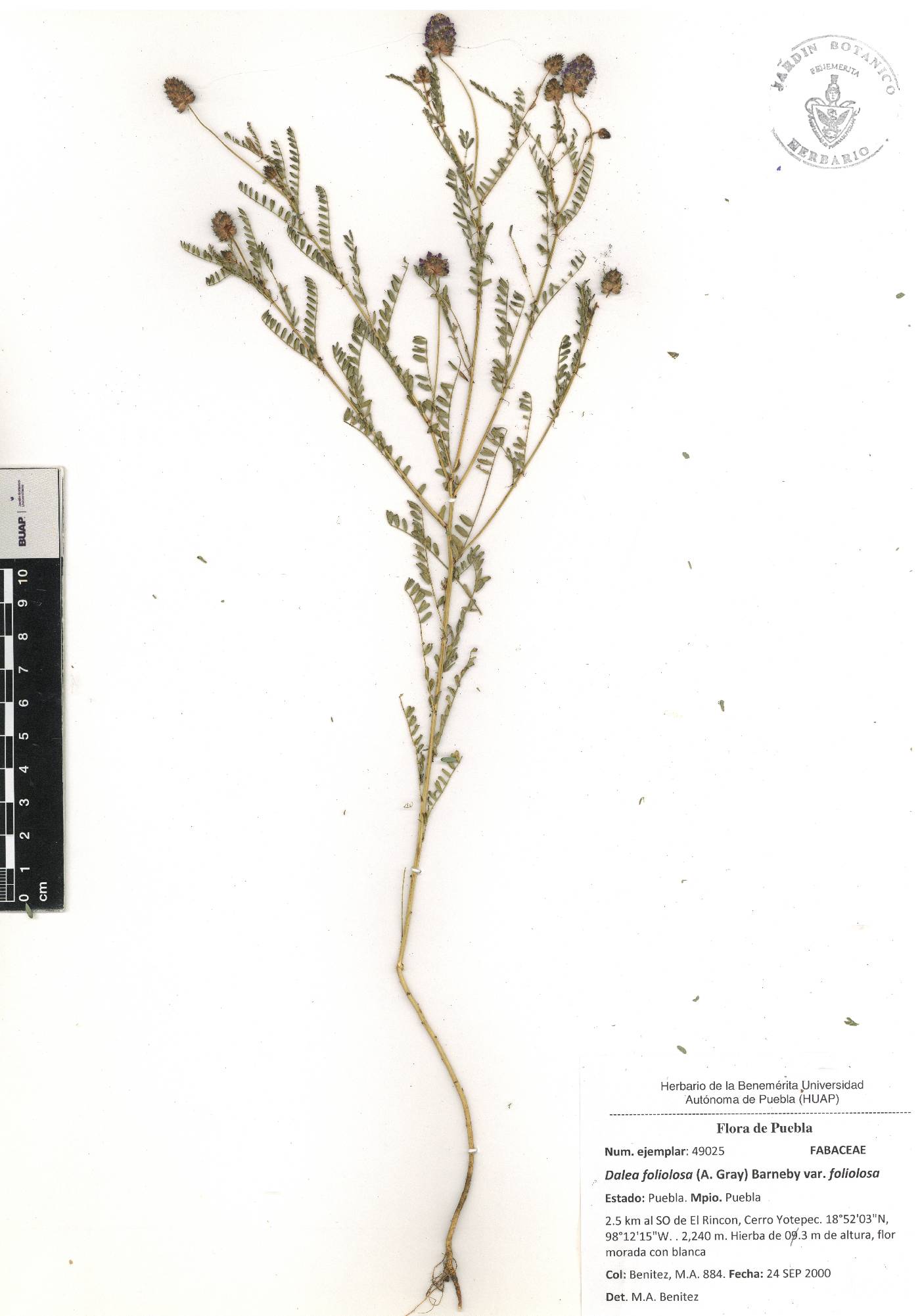 Dalea foliolosa image