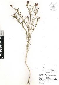 Dalea foliolosa var. foliolosa image