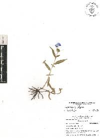 Commelina diffusa image