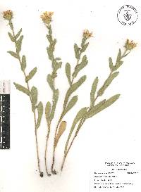 Grindelia inuloides image