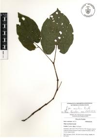 Piper auritum image