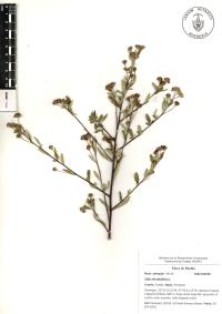 Sida rhombifolia image