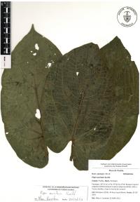 Piper auritum image