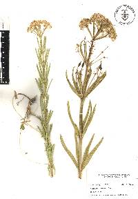 Asclepias fascicularis image